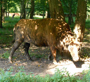 Białowieski Park Narodowy