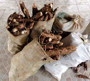 Anlieferung der Maniok-Wurzeln