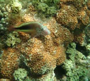 Hausriff Fort Arabesque