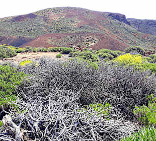 Teide Nationalpark