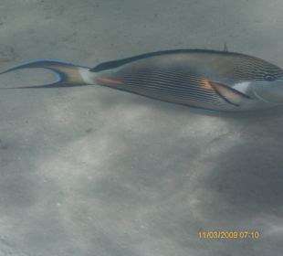 Angriffslustig beim Schnorcheln