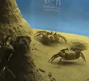 Naturhistorisches Museum