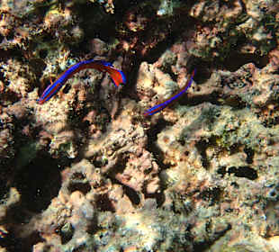 Unterwasserwelt Musandam