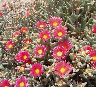 Vegetation im Wadi Mujib