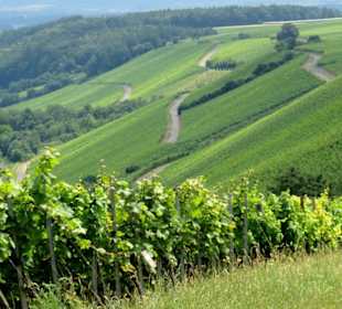 Weinberge an der Schleife