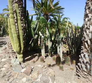 Kaktuspark