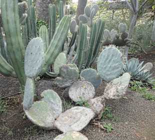 Parque Doramas, Las Palmas 02-2015