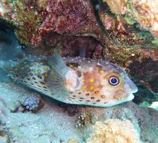 Gelbfleckenigelfisch