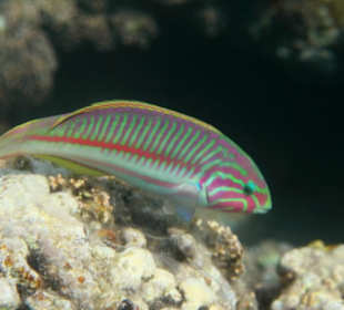 Rafa przy pomoście "Stella"