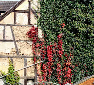 Efeu und altes Fachwerk in der Altstadt 
