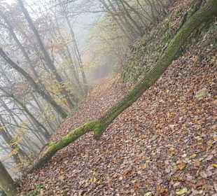 Quer durch den Herbstwald