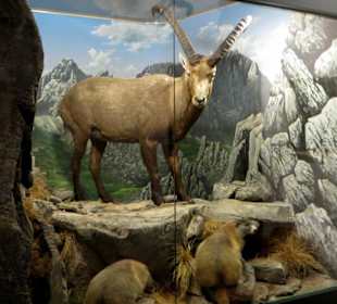 Jagdmuseum: Lebensgroßer Steinbock