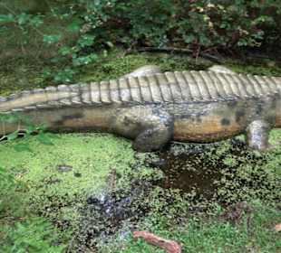 Dinosaurier Museum Altmühltal