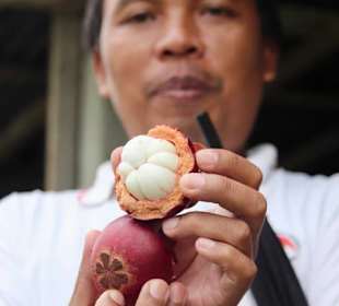 Wayan zeigt eine Mangosteen