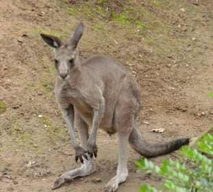 Skippy 
