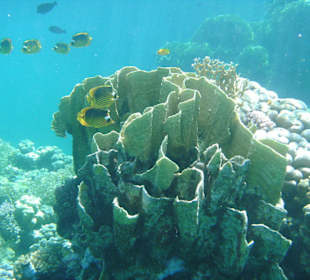 Hausriff - Schnorcheln