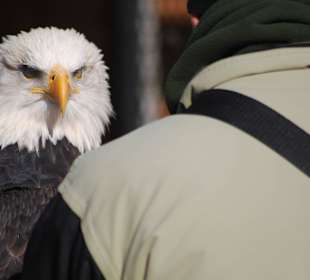 Der Weisskopf-Seeadler