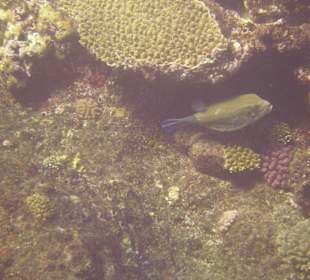 Blauer Kofferfisch