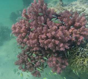 Schnorcheln Marsa Alam