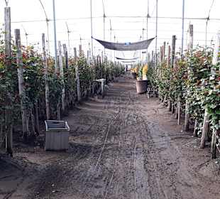 Rosenzucht am Fuße des Cotopaxi