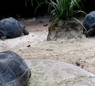 Singapur Zoo