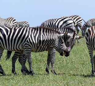 Zebras