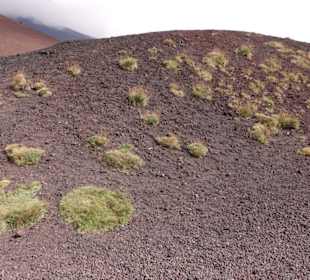 Polster aus Pflanzen wachsen auf Lava