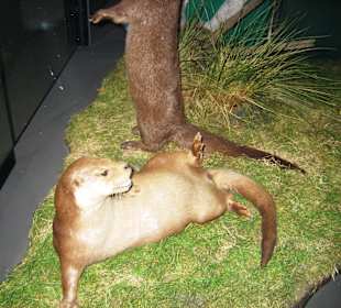 Versch. Meeresbewohner