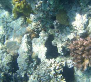 Traumwelt Giftun-Mahmya