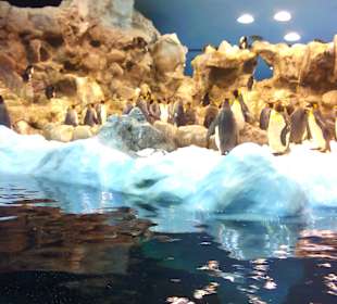 Ausflüge. Loro Park