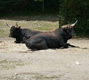 Tierparkbewohner