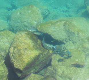 Fische im Hafenbecken