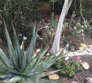 Botanischer Garten der Universität Zürich