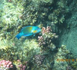 Papageifisch am Hausriff