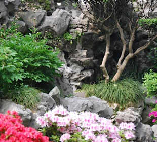 Bunte Blumen im Garten