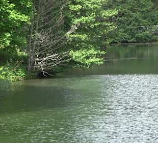 Waldsee Lützenhardt