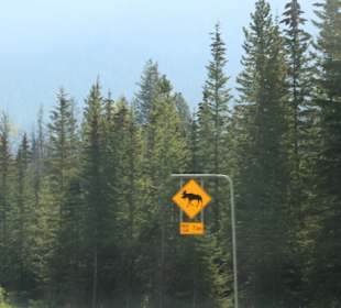 ....auch Rotwild kreuzt den Weg