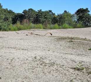 Die Wanderdünen der Voßberge