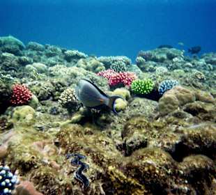 Einmalige Unterwasserwelt