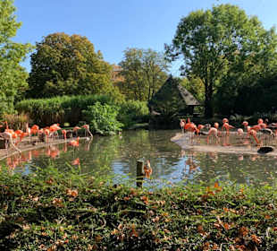 Flamingos