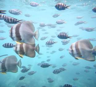 Saint Anne nationaler Meerespark