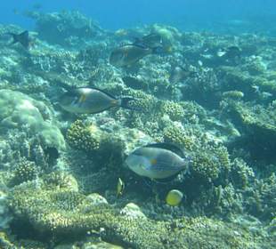 Ganz viele Doktorfische