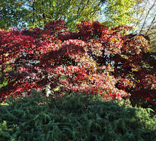 Rundgang durch den Botanischen Garten Hamburg