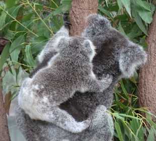 Koala