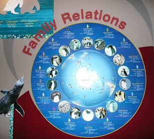 Infomationen über Pinguine