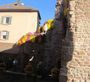 Chrysanthema Lahr