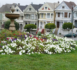 Painted Ladies