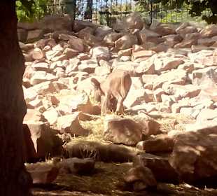 ZOO José Cruz Conde