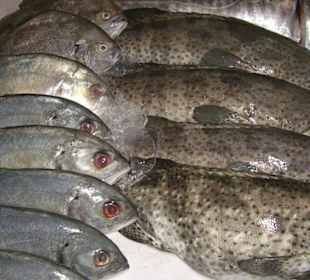 Lecker Fisch
