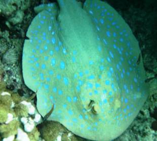 Schnorcheln Marsa Alam, Ausflüge in Marsa Alam 